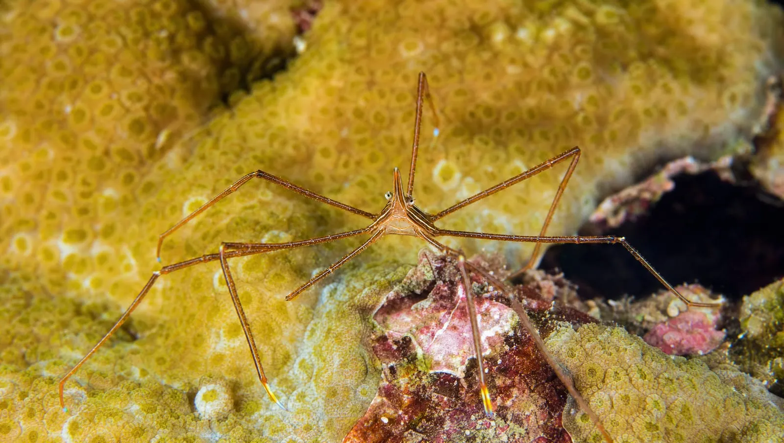 Arrow crab on a Roatán reef