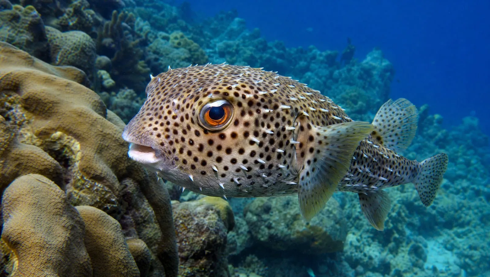 Balloonfish on a Roatán reef