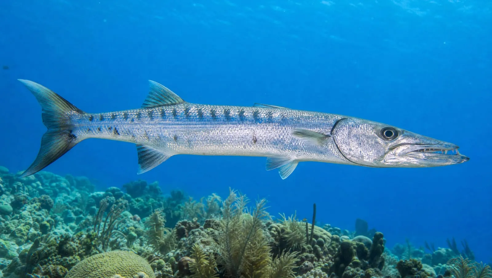 Barracuda on a Roatán reef