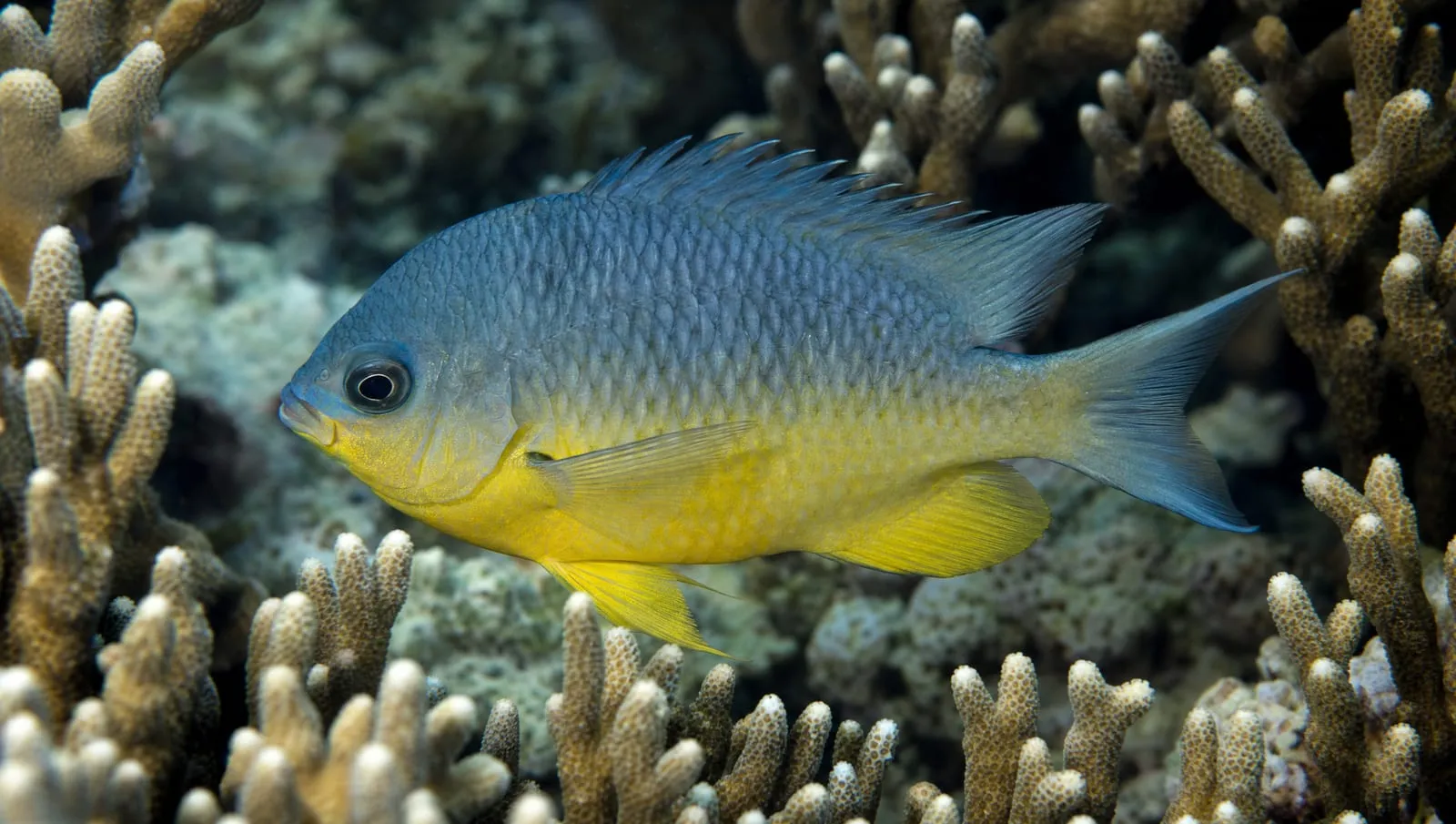 Beaugregory on a Roatán reef