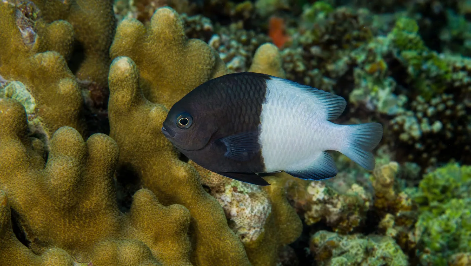 Bicolor damselfish on a Roatán reef