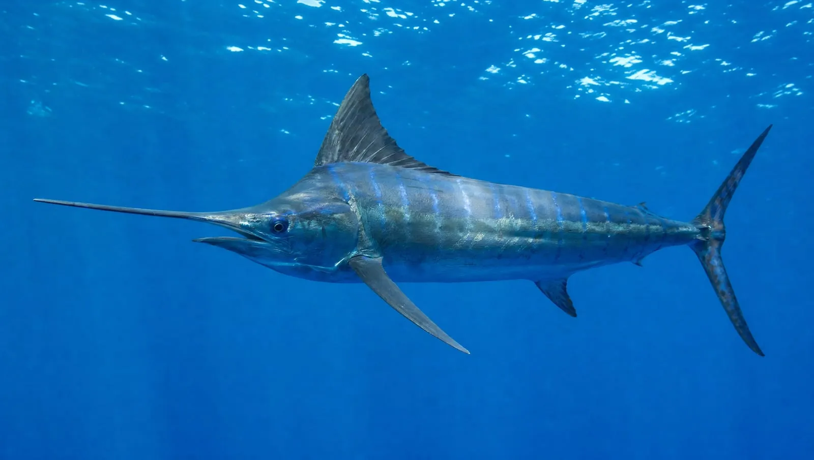 Blue marlin on a Roatán reef