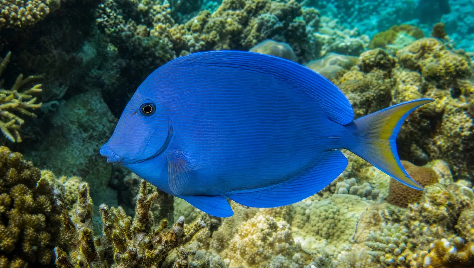 Blue tang on a Roatán reef