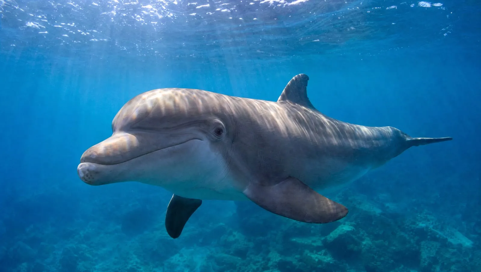 Dolphins on a Roatán reef