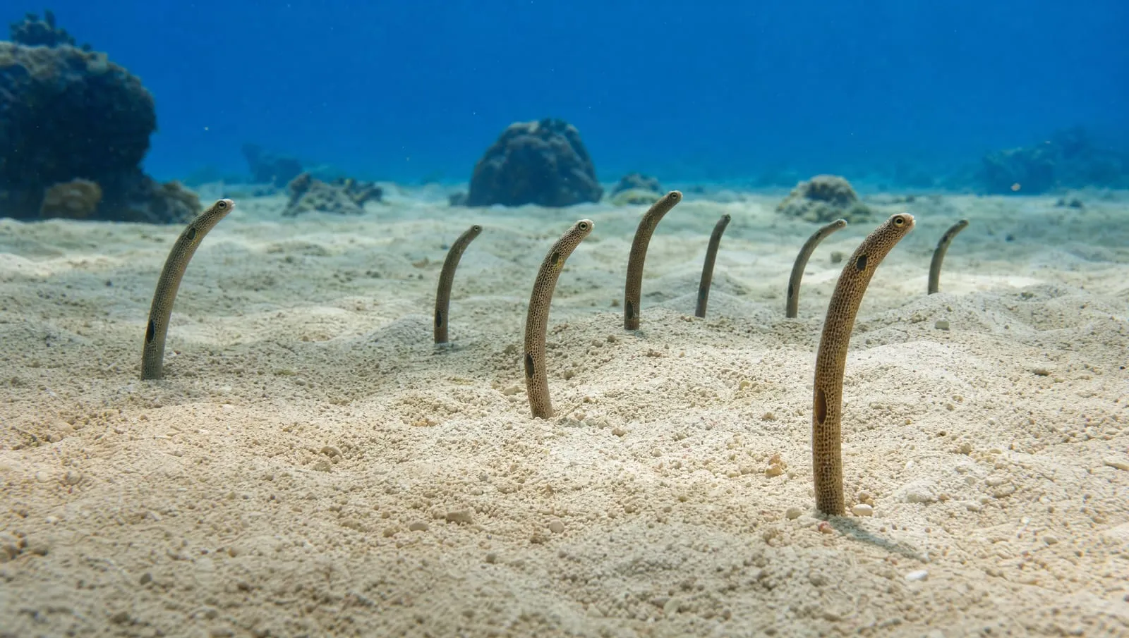 Brown garden eel on a Roatán reef