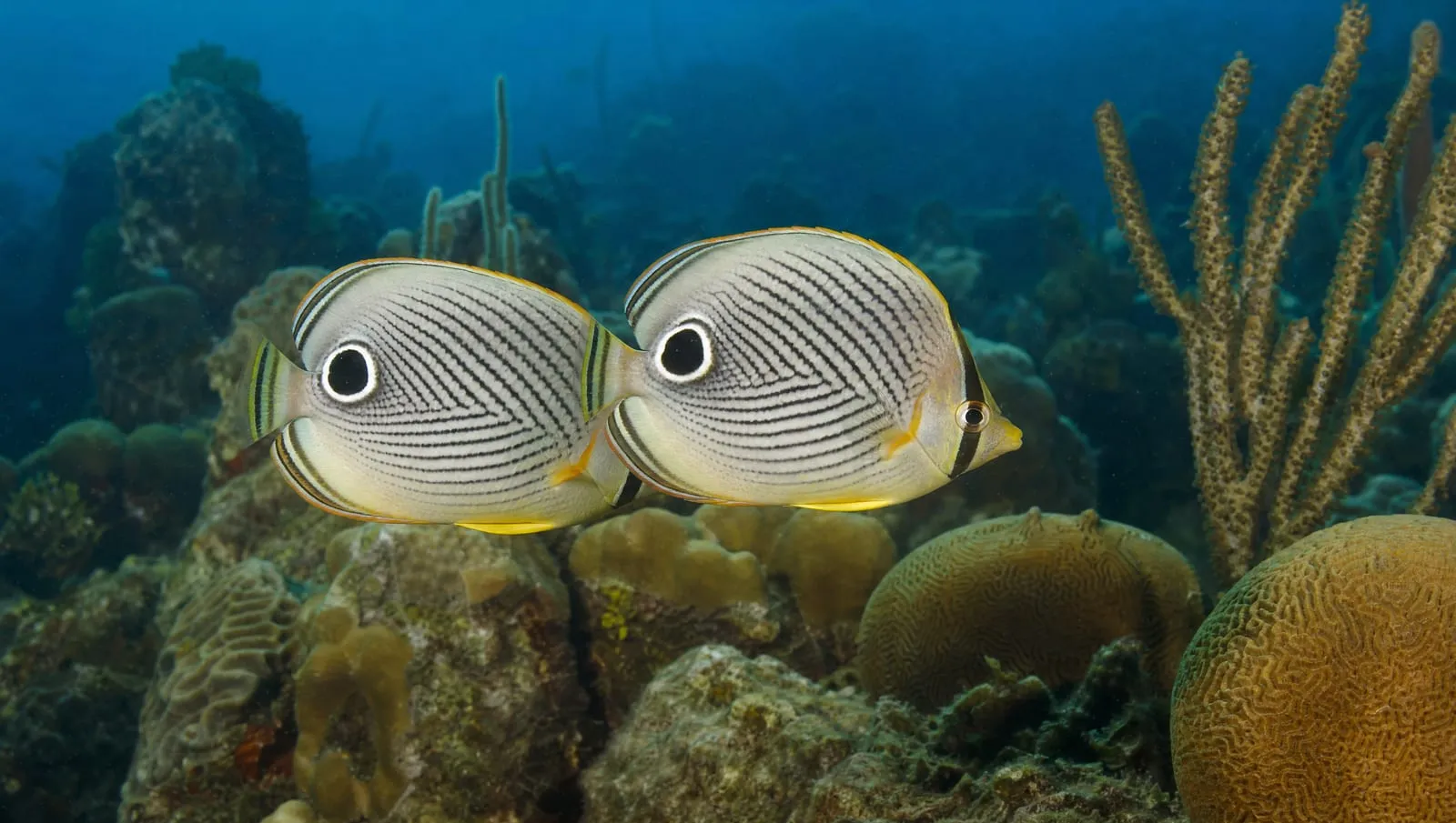 Butterflyfish on a Roatán reef