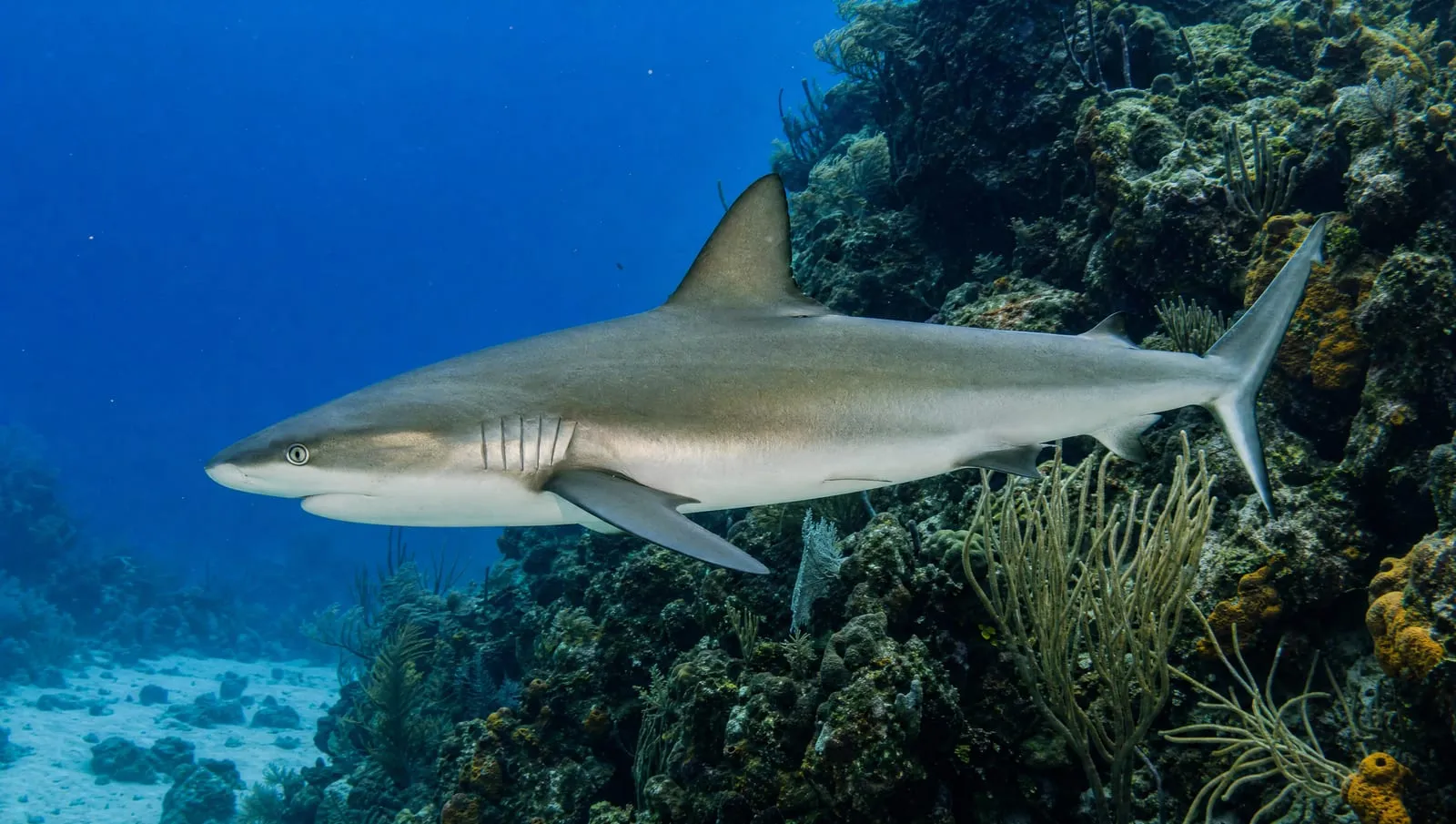 Caribbean reef shark on a Roatán reef