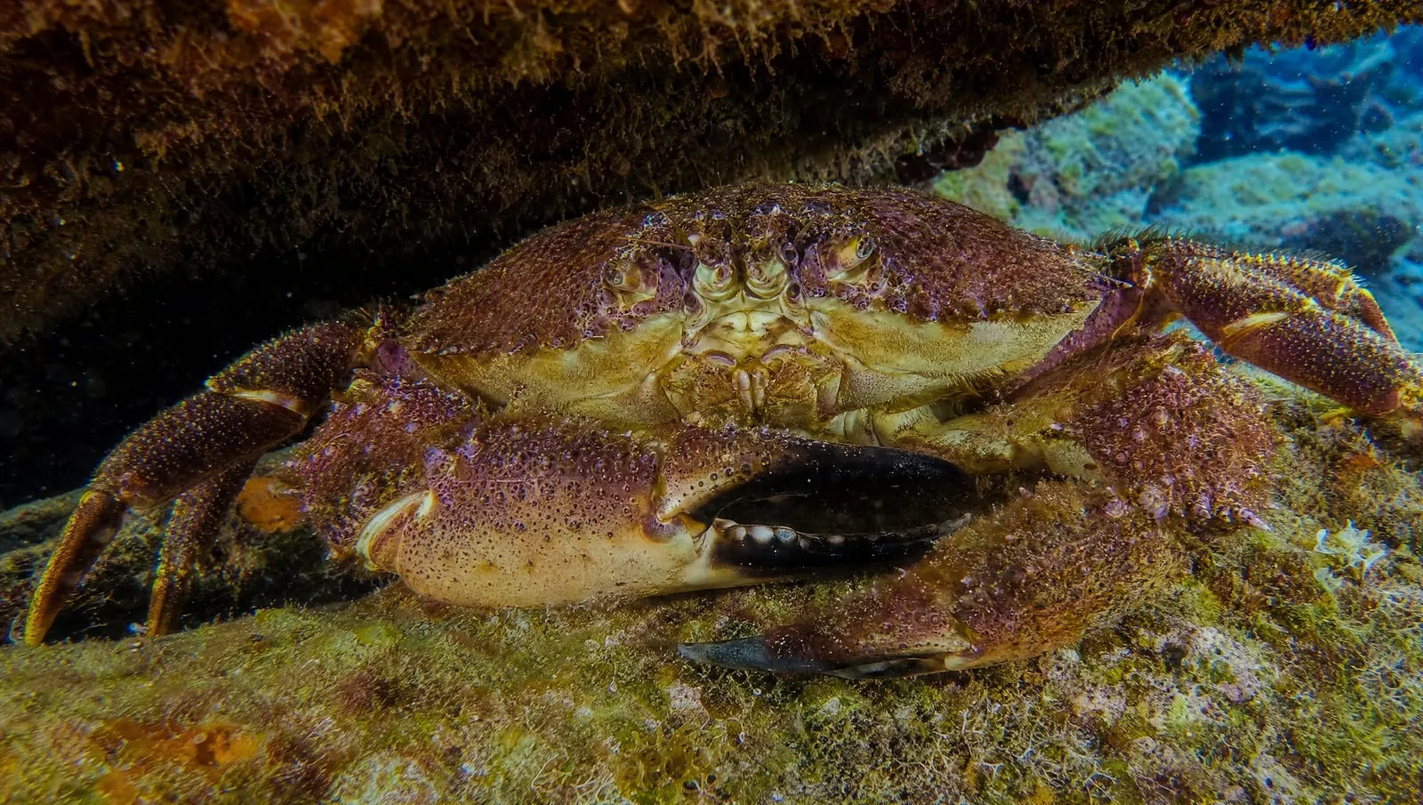 Channel clinging crab on a Roatán reef