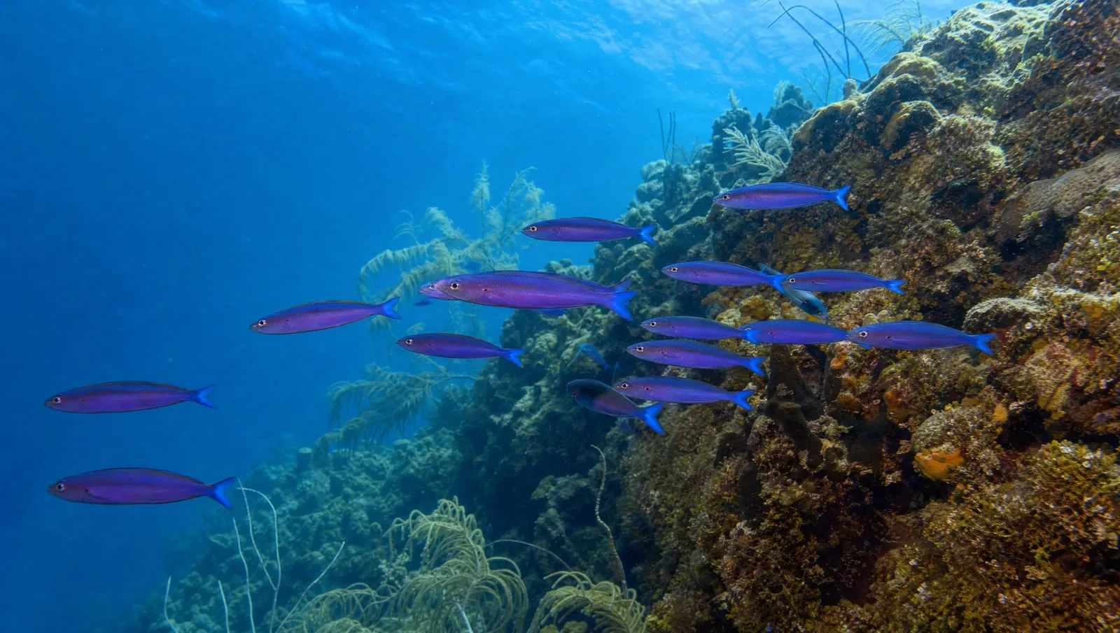 Creole wrasse on a Roatán reef