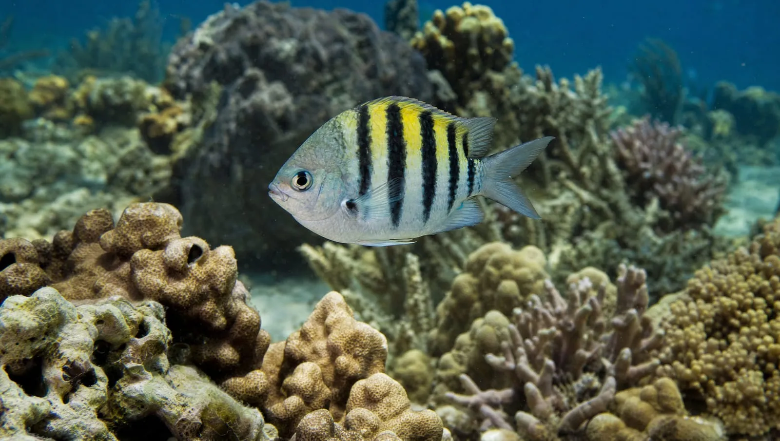 Sergeant major on a Roatán reef