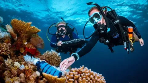 Dive Against Debris