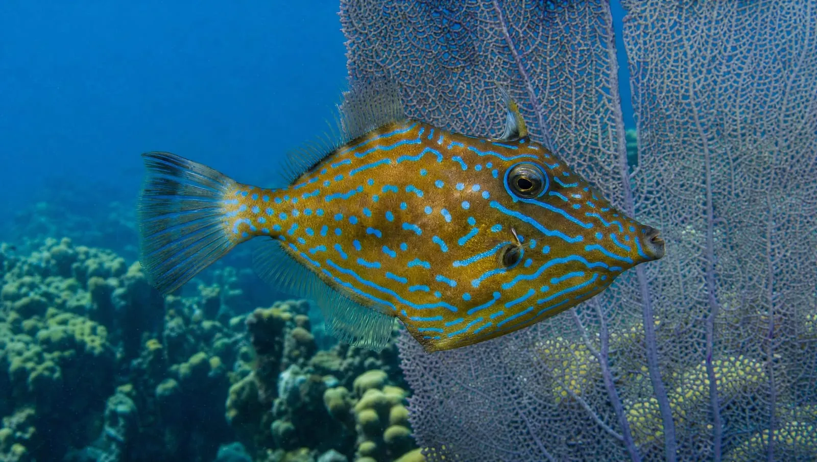 Filefish on a Roatán reef