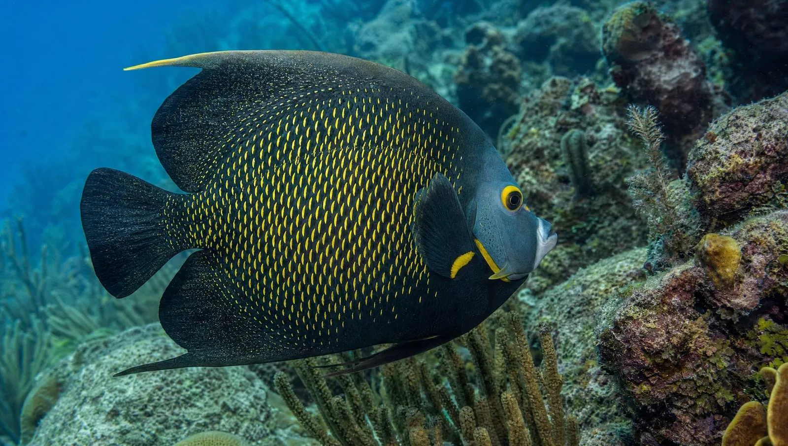 French angelfish on a Roatán reef
