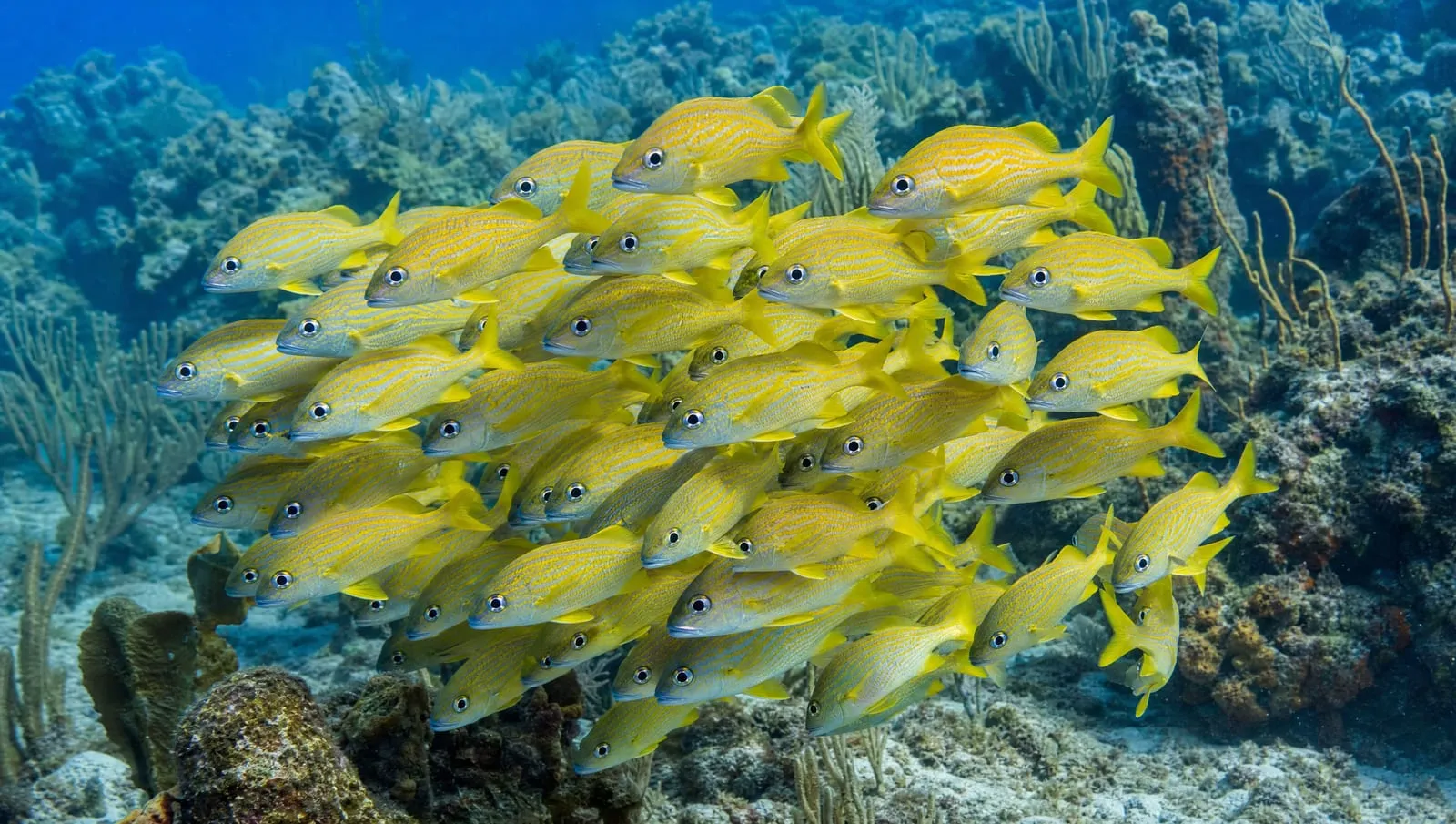 Grunts on a Roatán reef