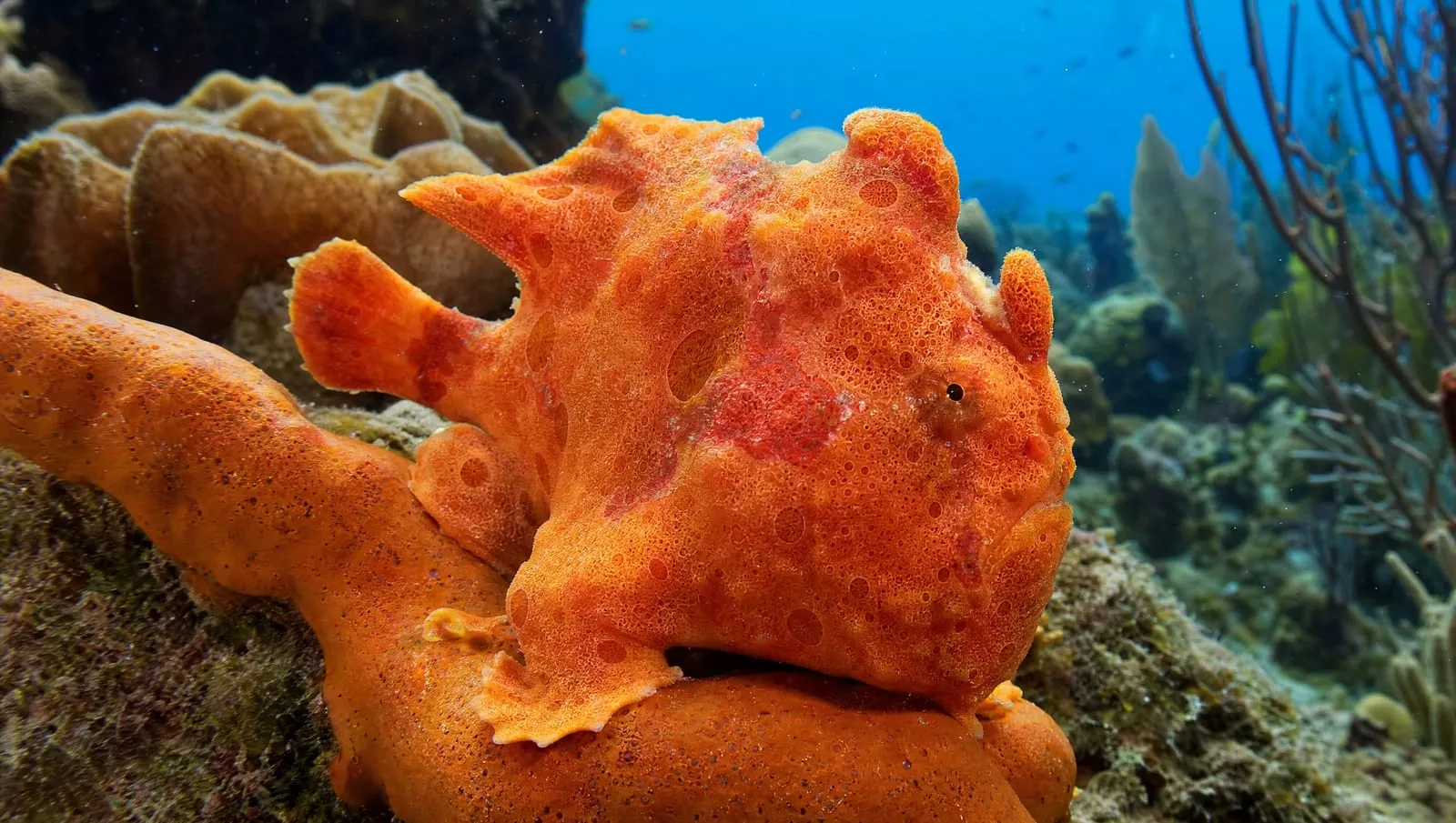 Frogfish on a Roatán reef