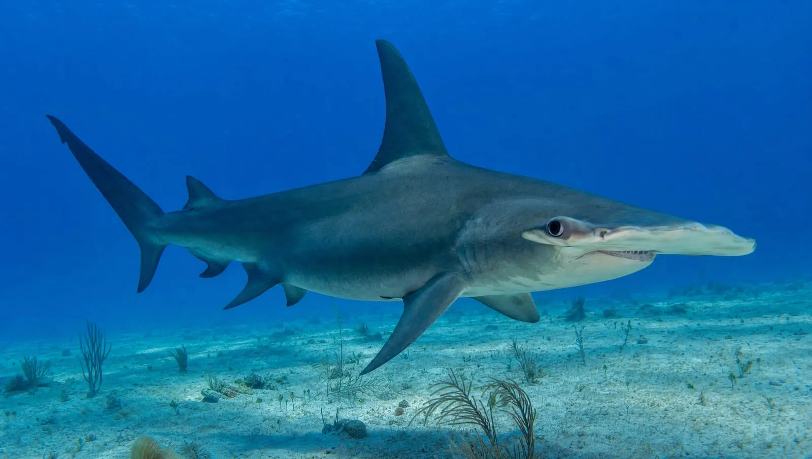 Great hammerhead shark on a Roatán reef