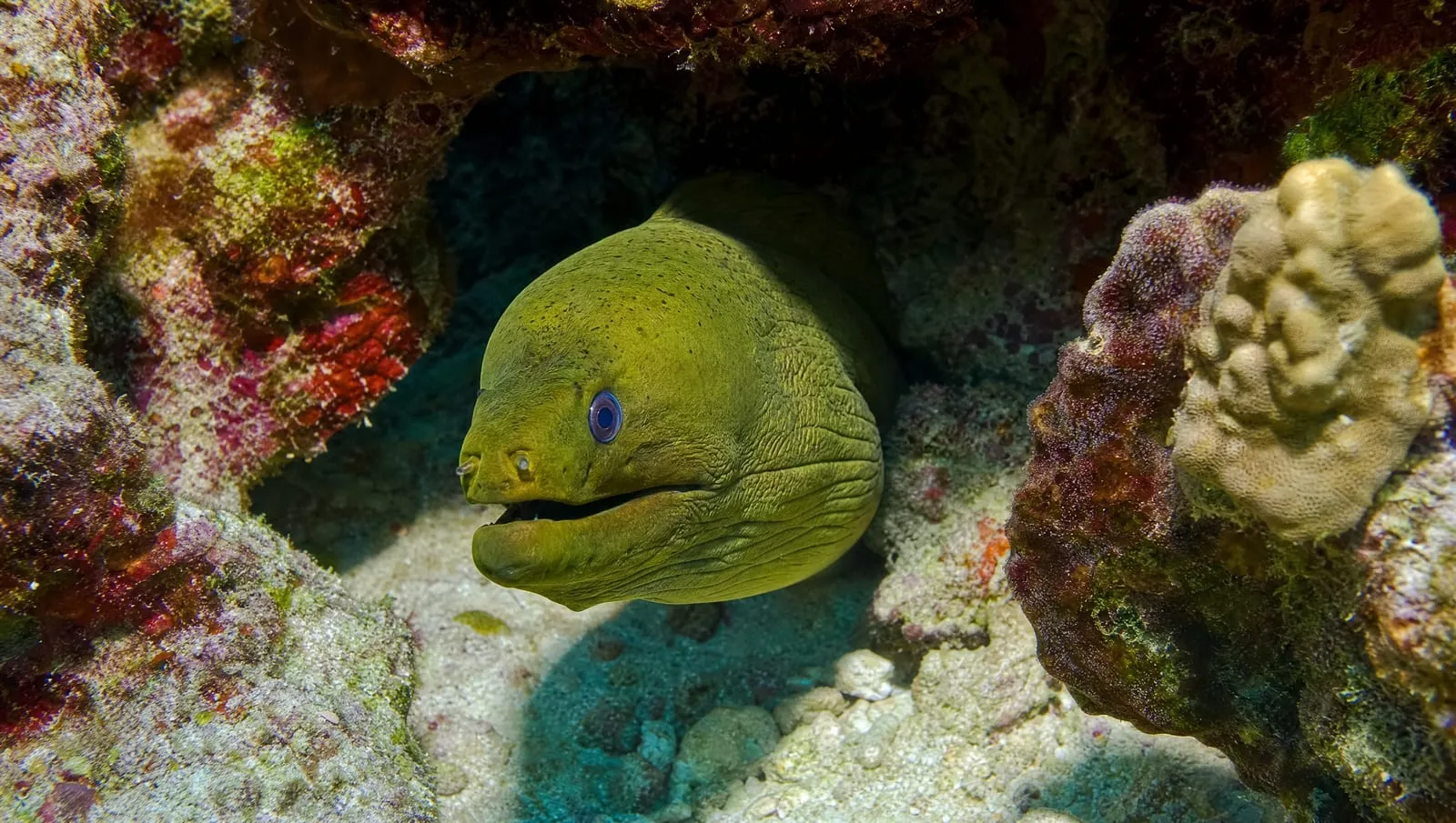 Green moray eel on a Roatán reef