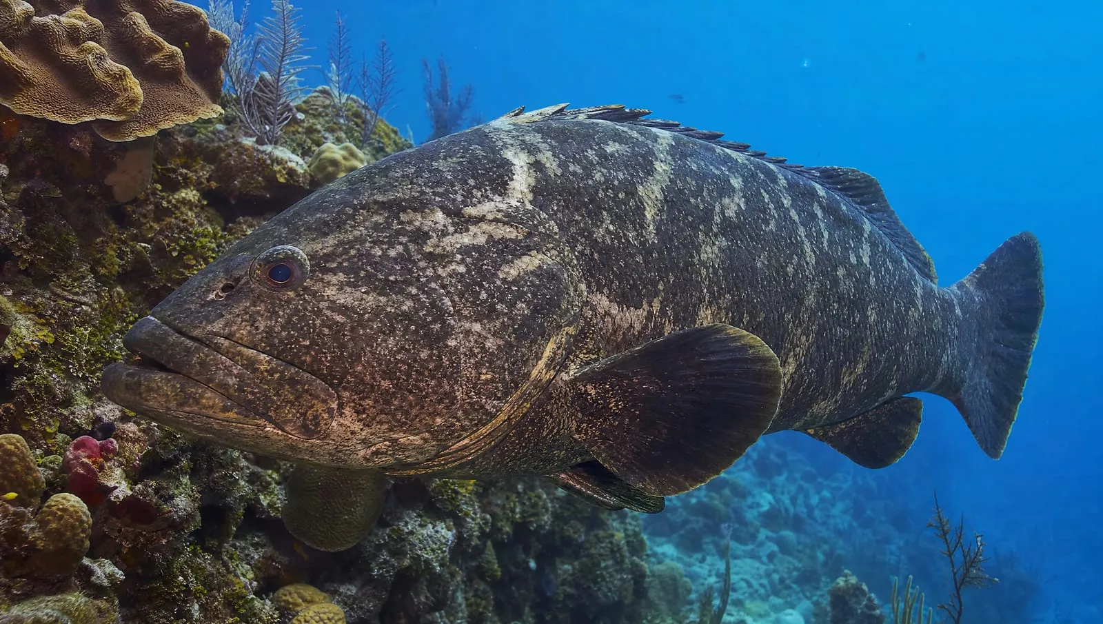 Grouper on a Roatán reef