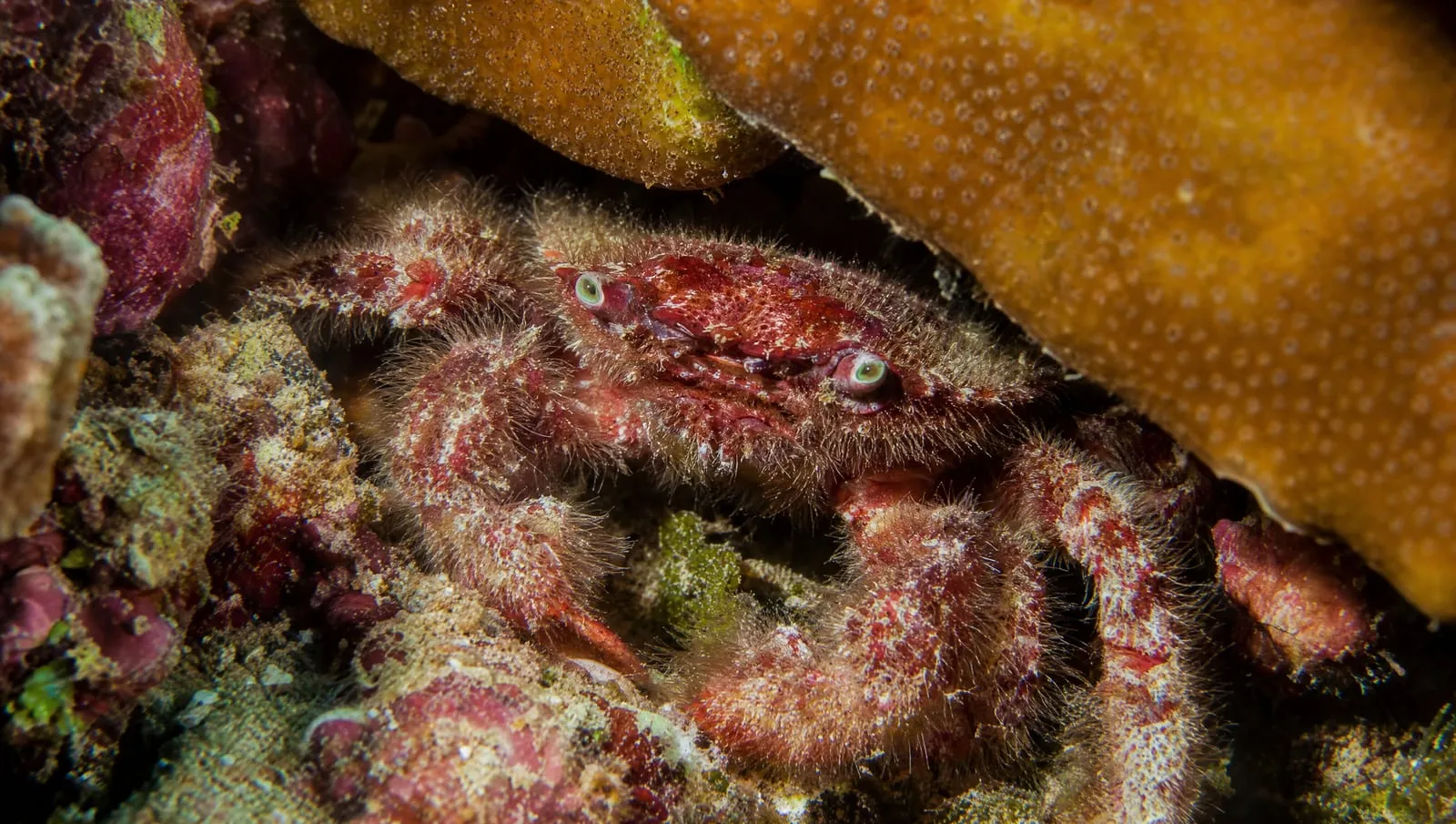 Hairy clinging crab on a Roatán reef