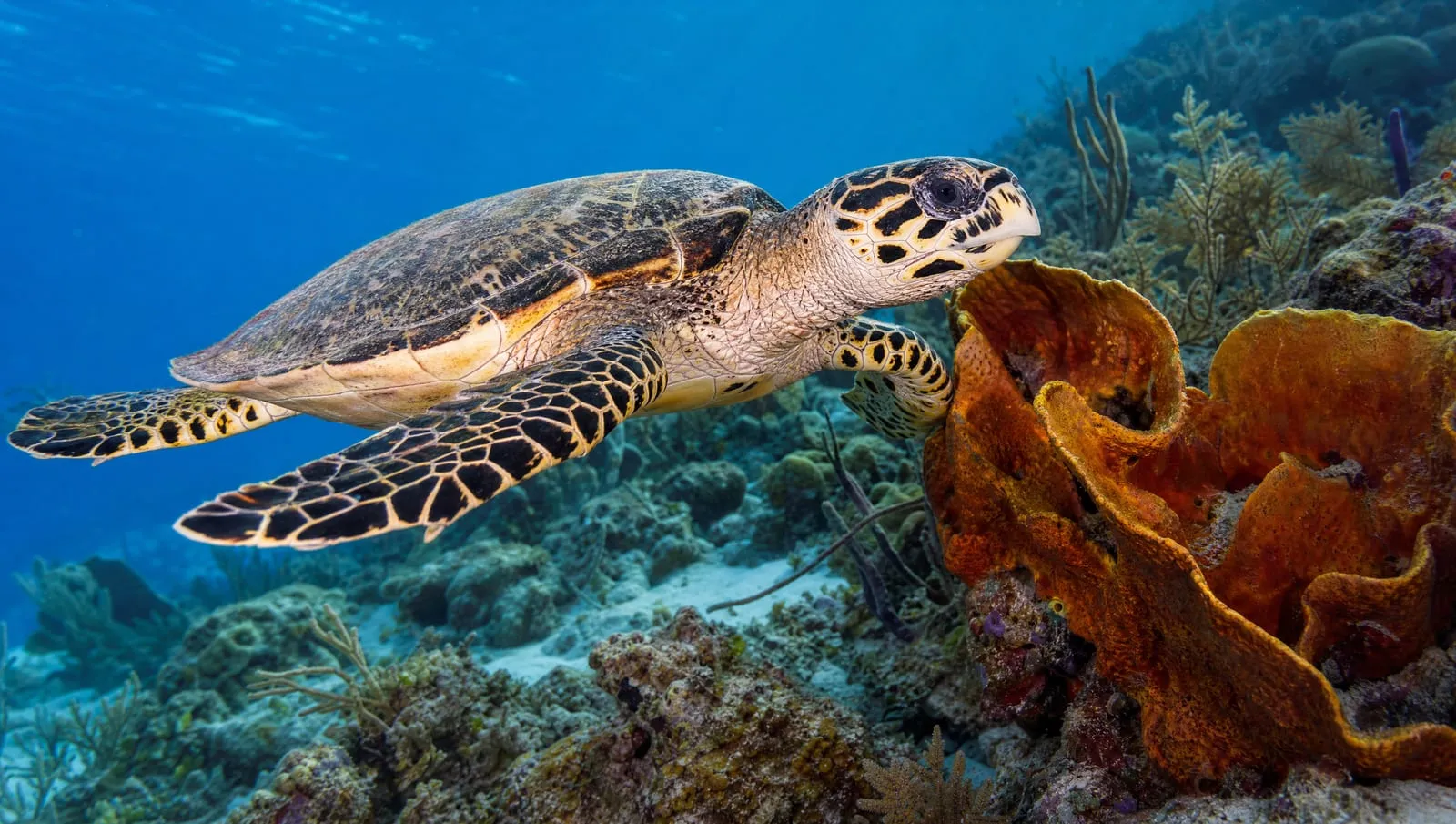 Hawksbill turtle on a Roatán reef
