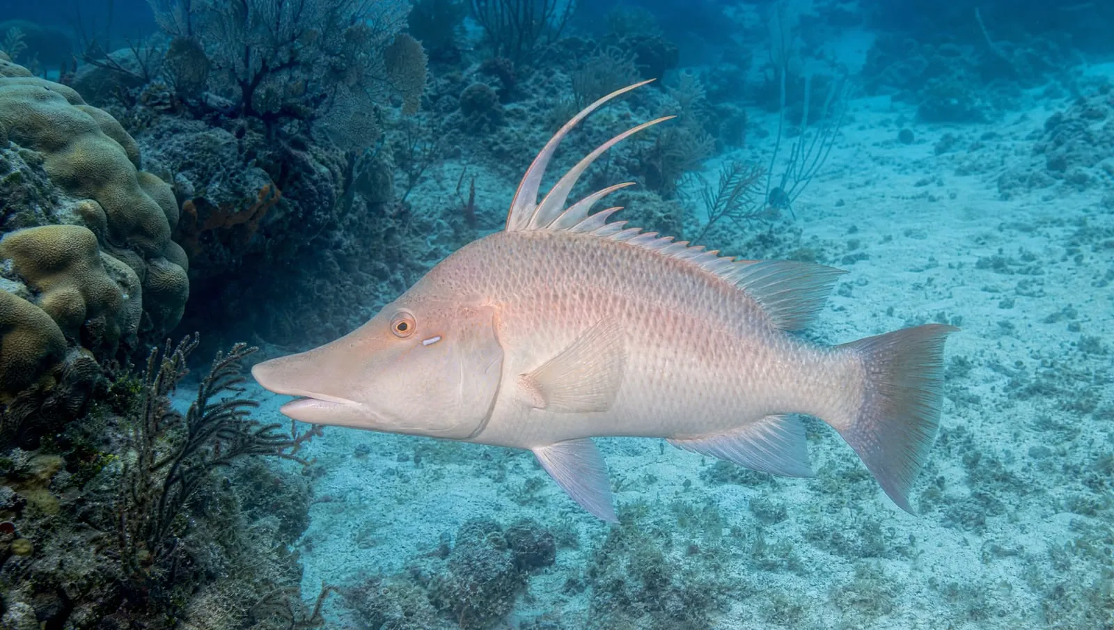 Hogfish on a Roatán reef