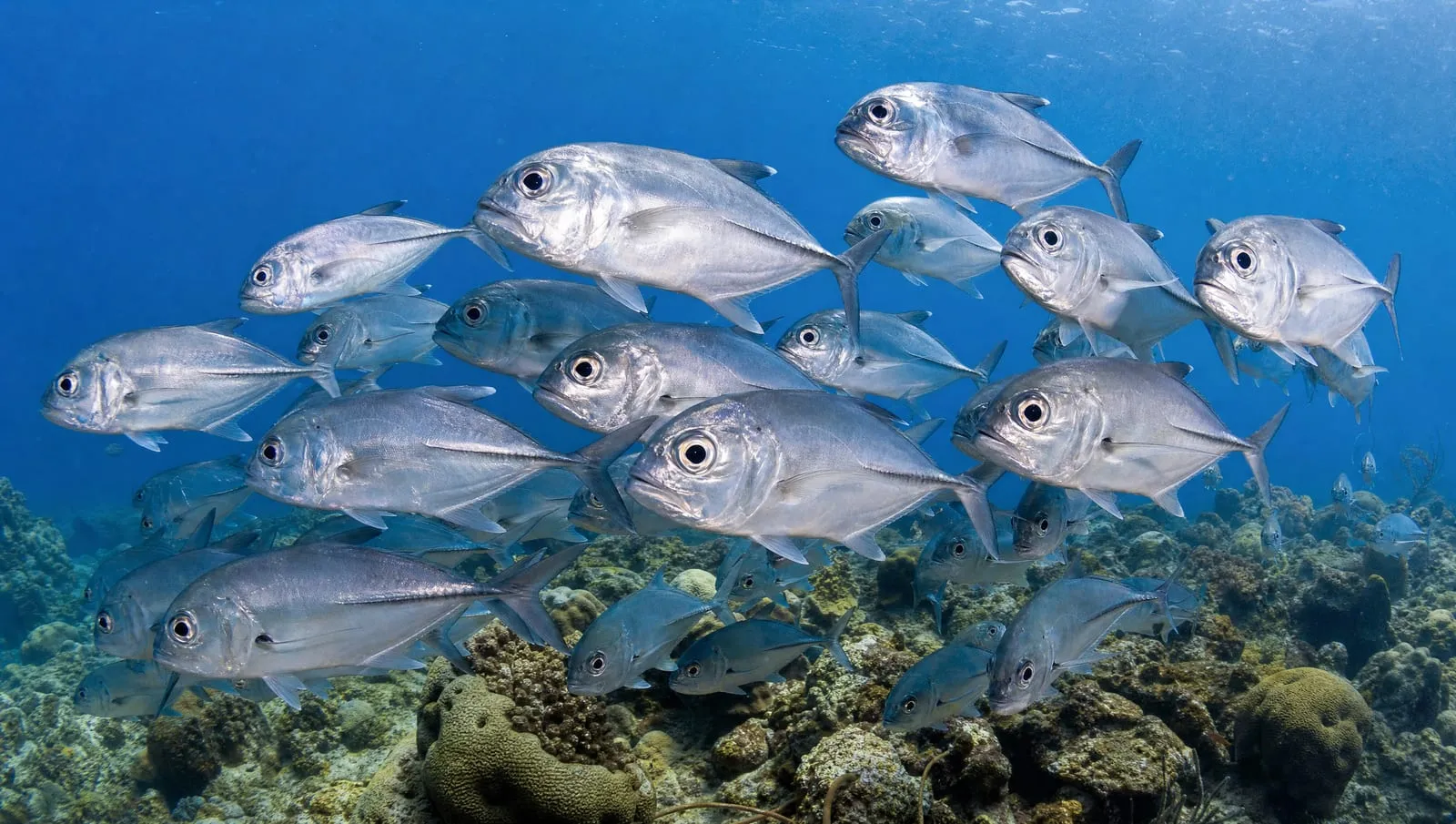Horse-eye jack on a Roatán reef