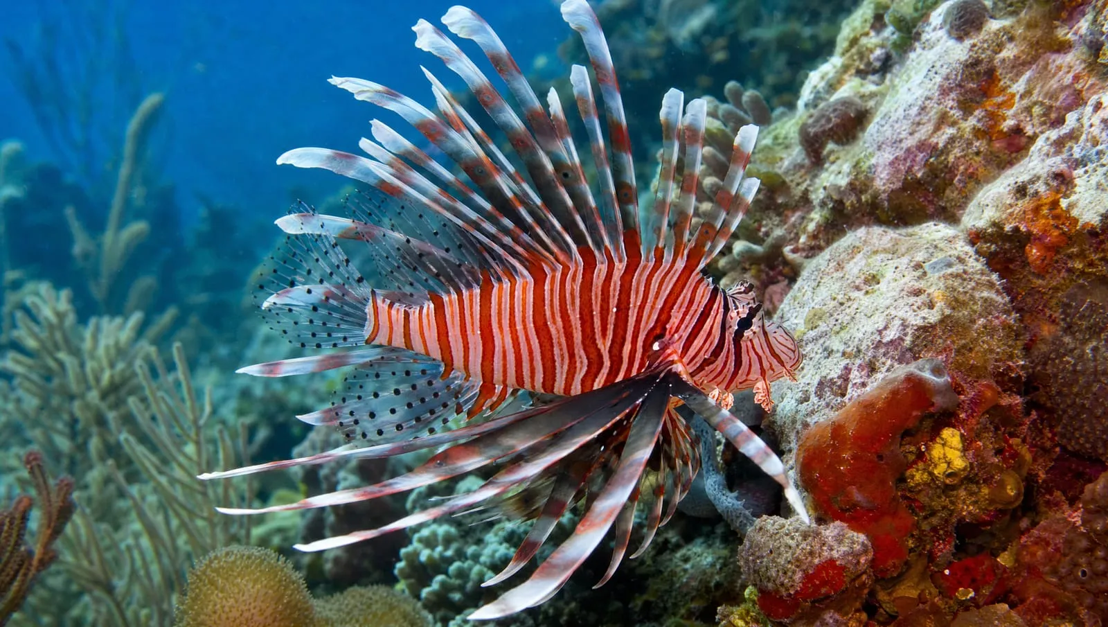 Lionfish on a Roatán reef