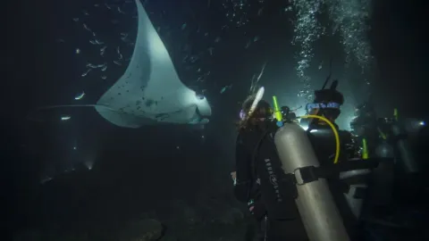 Night Diver