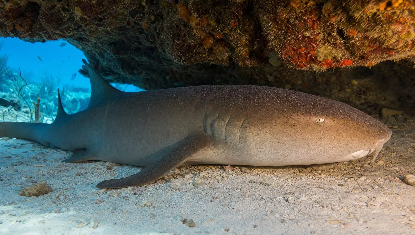 Nurse shark on a Roatán reef