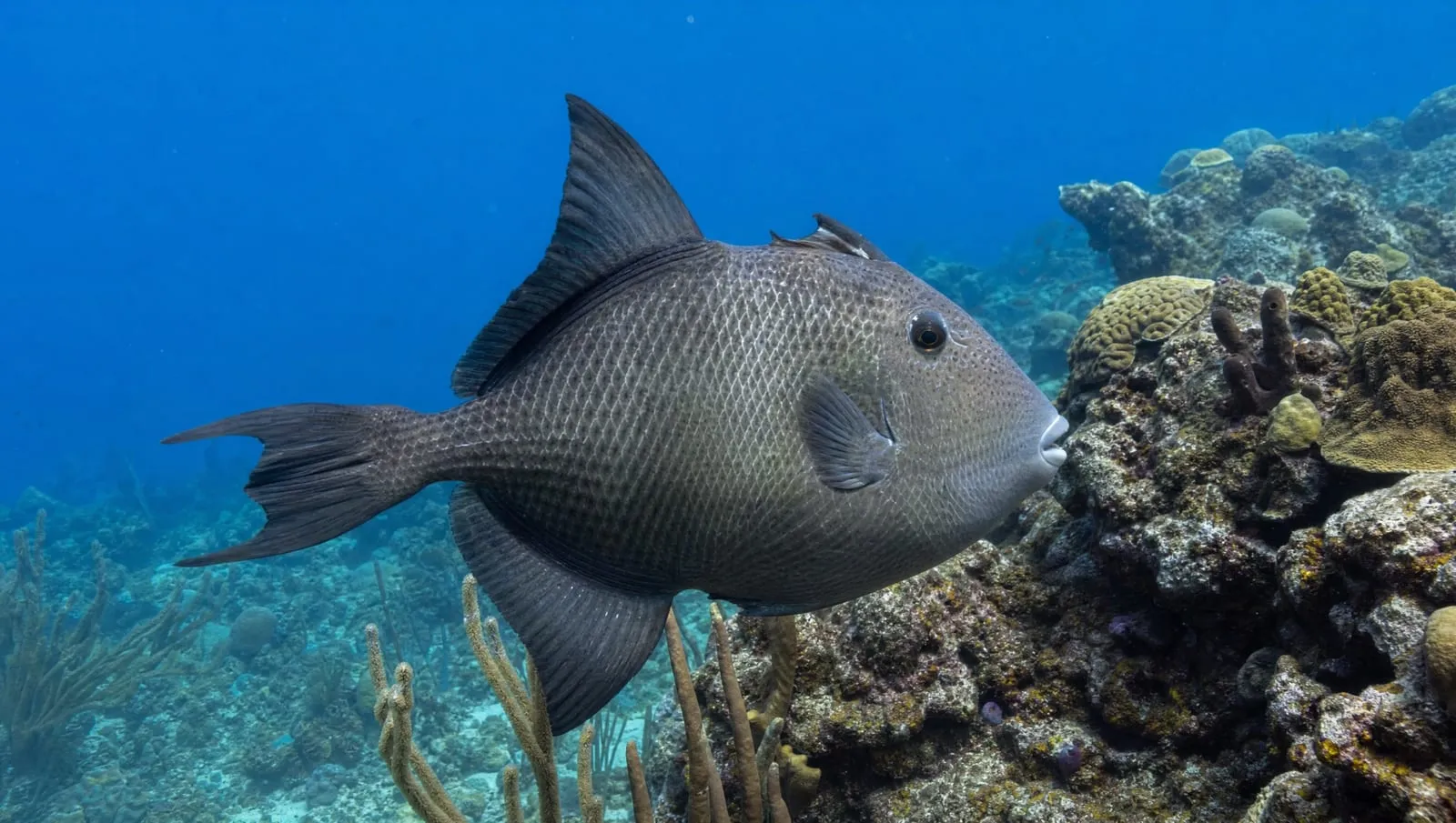 Ocean triggerfish on a Roatán reef