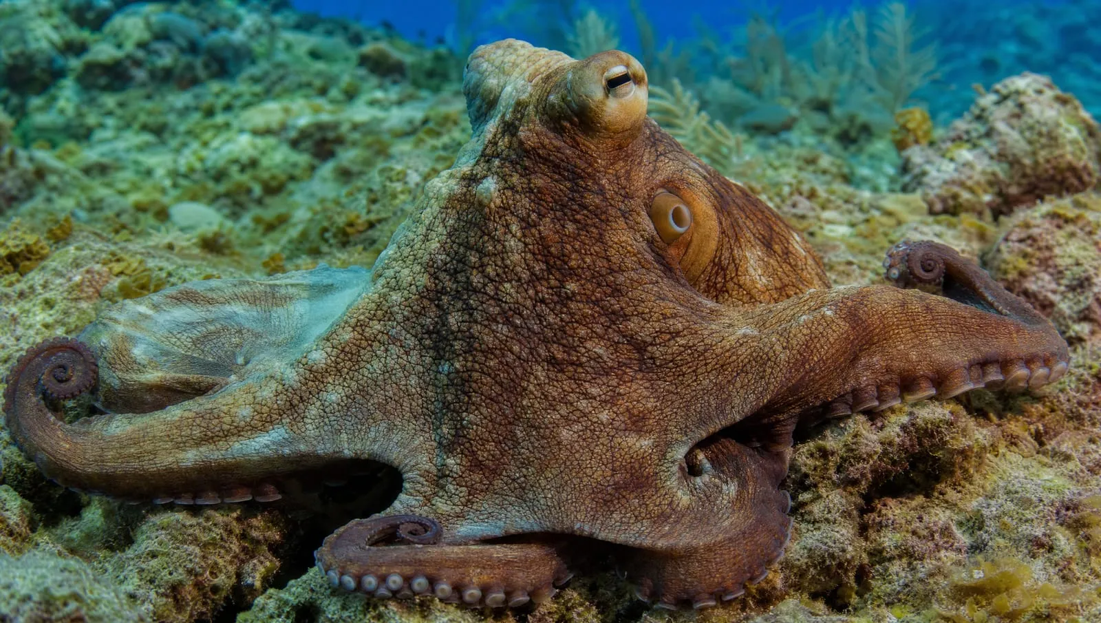 Octopus on a Roatán reef