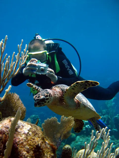 PADI Turtle Educated Diver – Exclusive at Sea Hunt Divers
