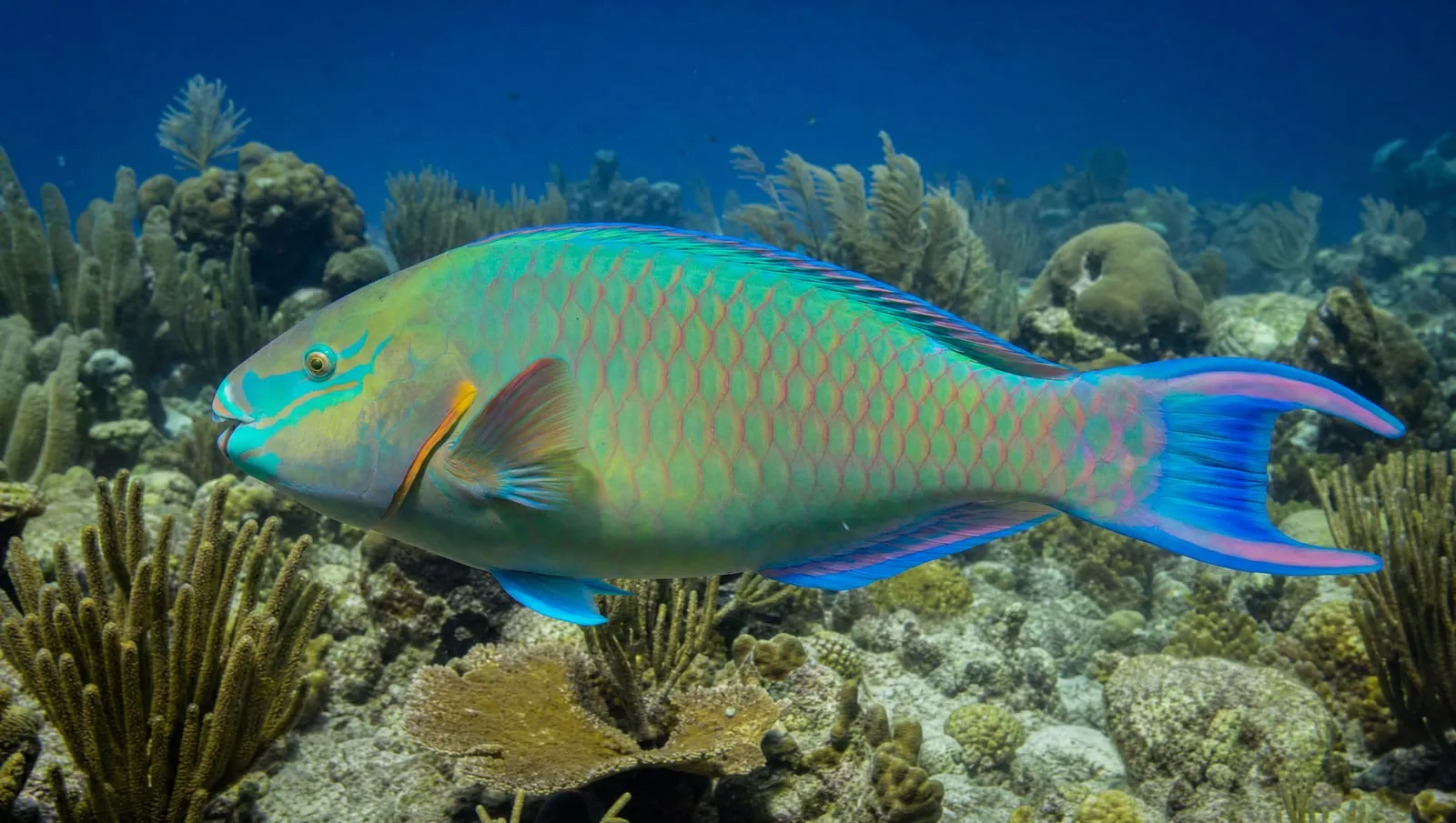Parrotfish on a Roatán reef