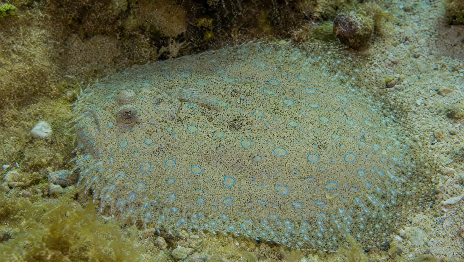Peacock flounder on a Roatán reef
