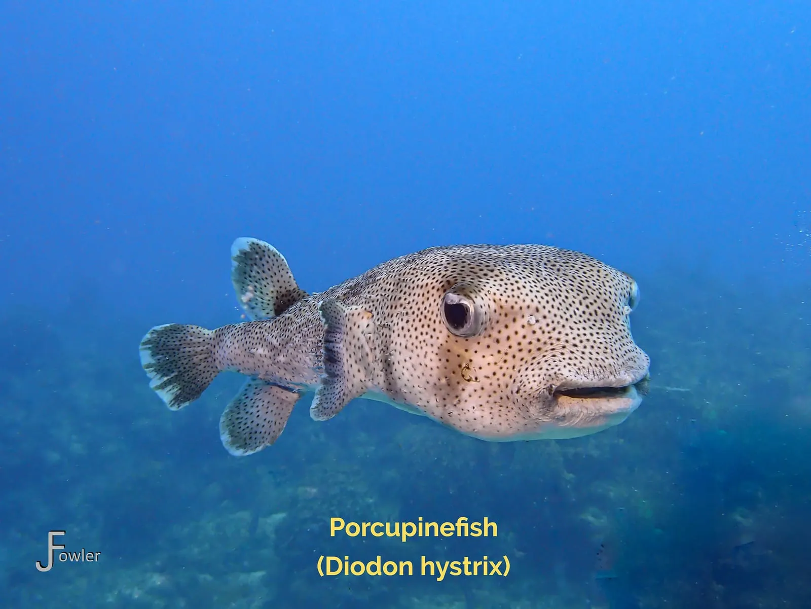Porcupinefish on a Roatán reef