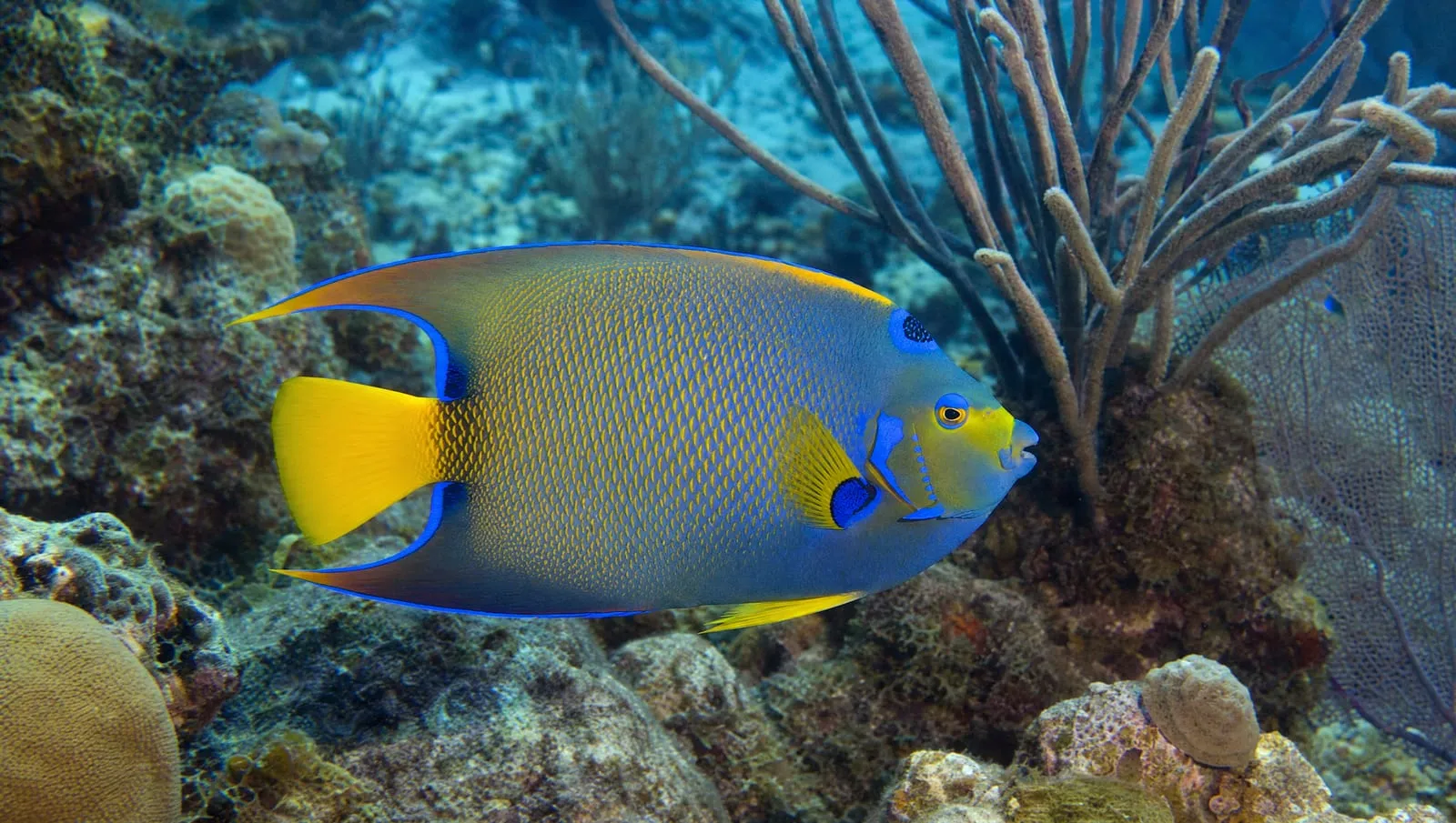 Queen angelfish on a Roatán reef