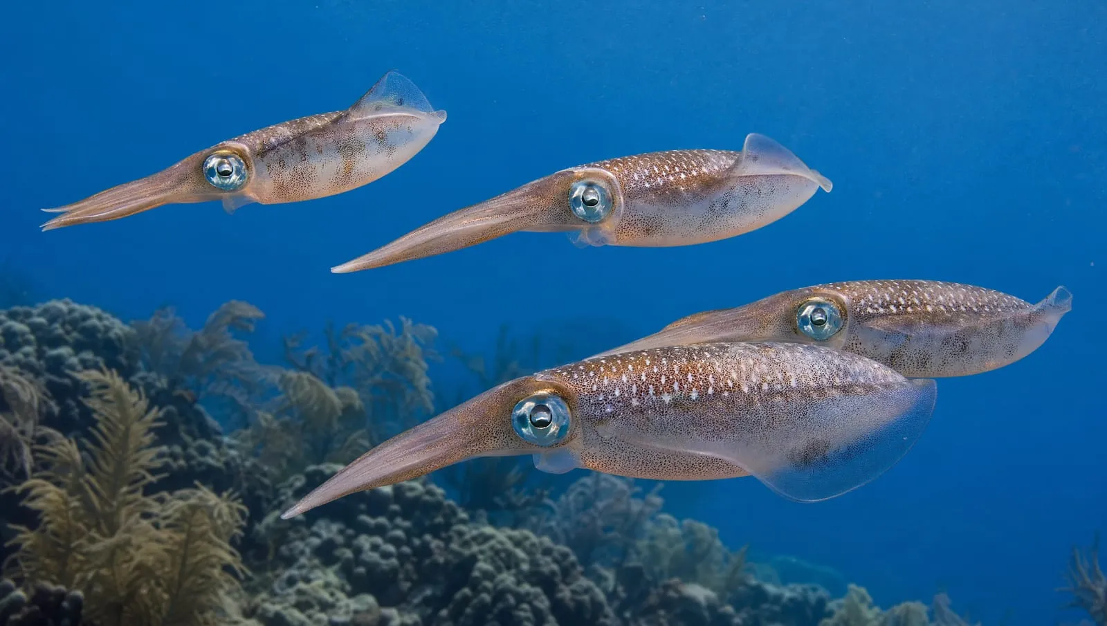 Reef squid on a Roatán reef