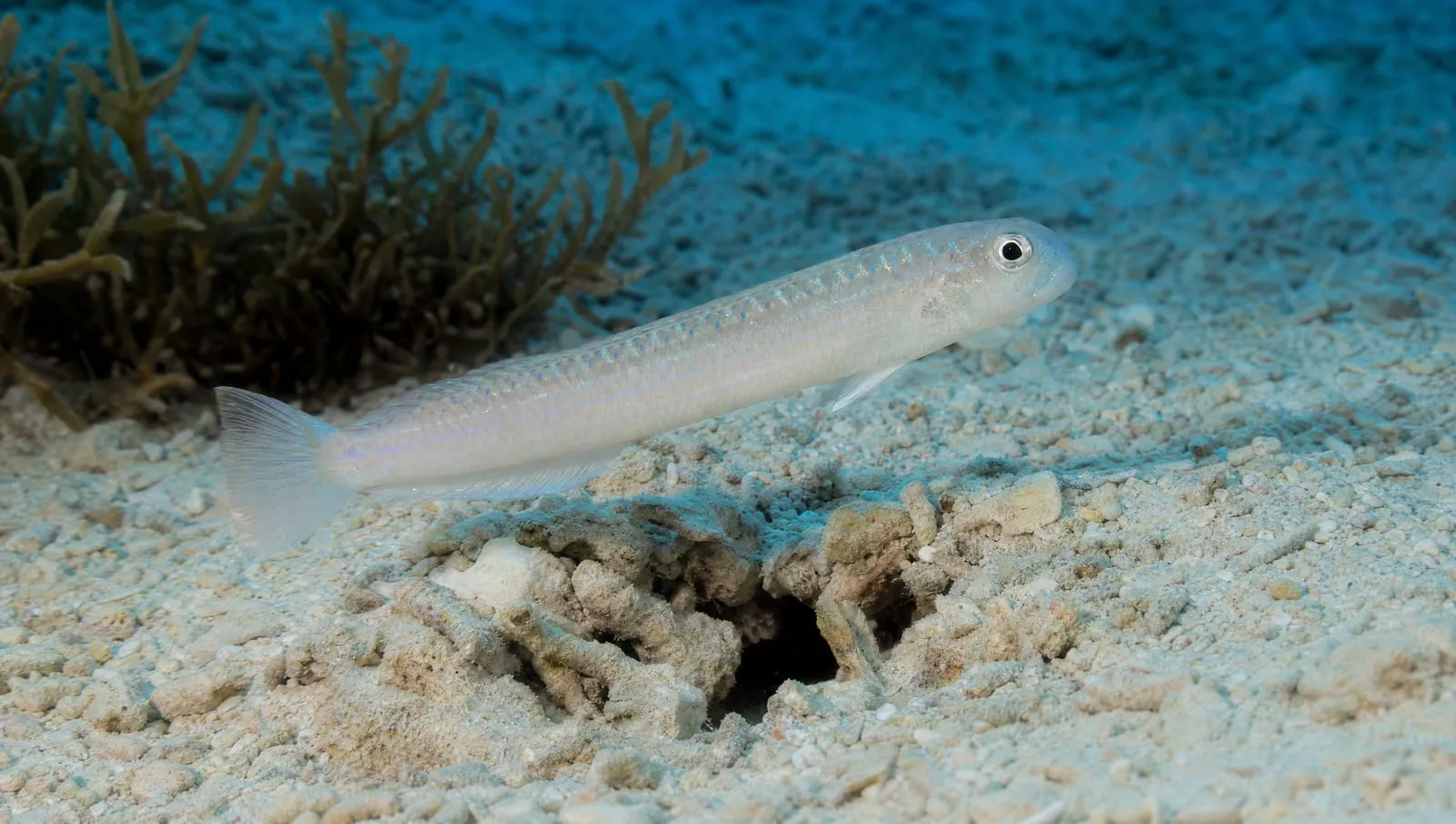 Sand tilefish on a Roatán reef