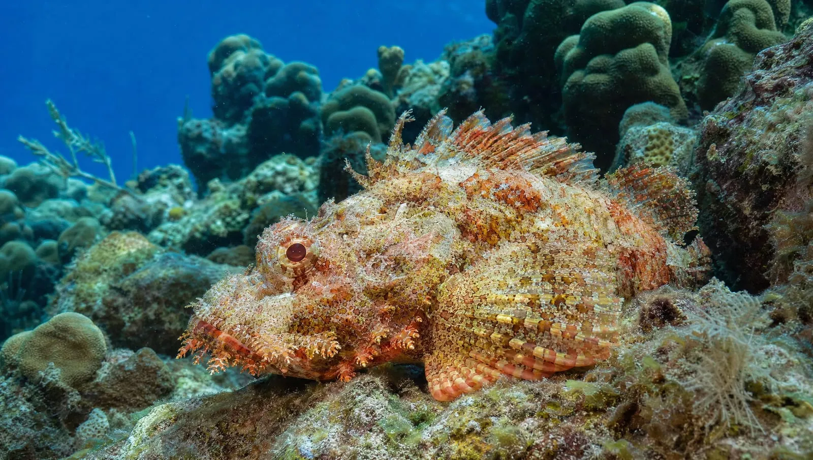 Scorpionfish on a Roatán reef