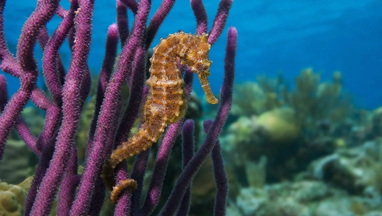 Seahorse on a Roatán reef