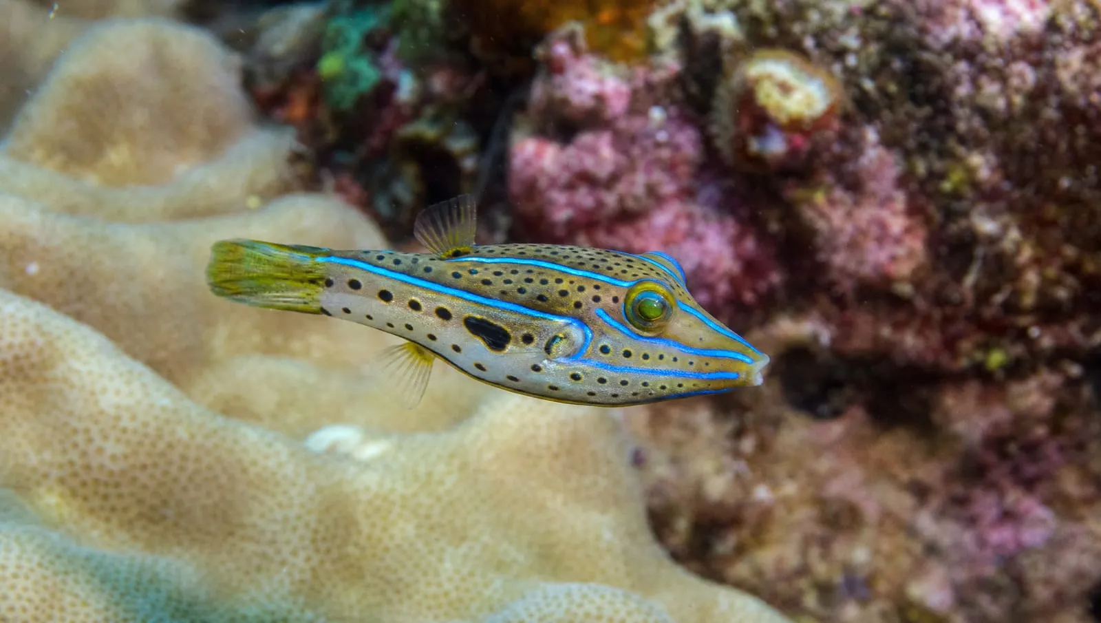 Sharpnose puffer on a Roatán reef