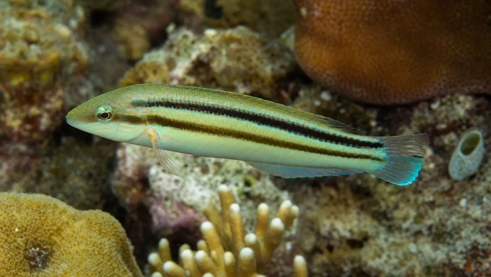 Slippery dick on a Roatán reef