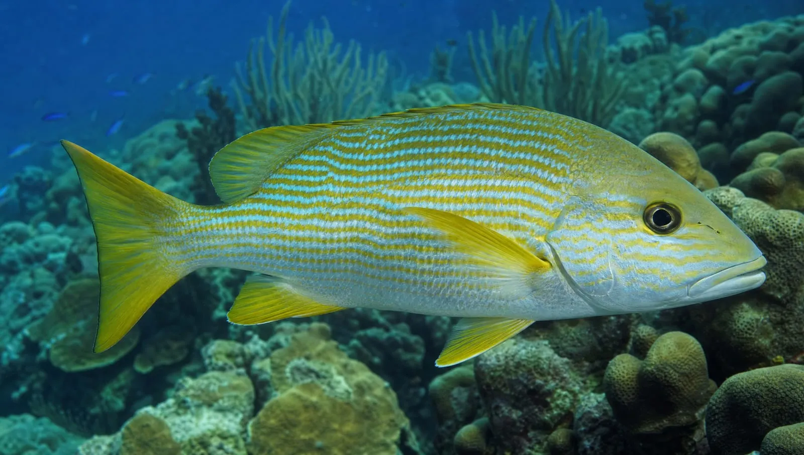 Snapper on a Roatán reef