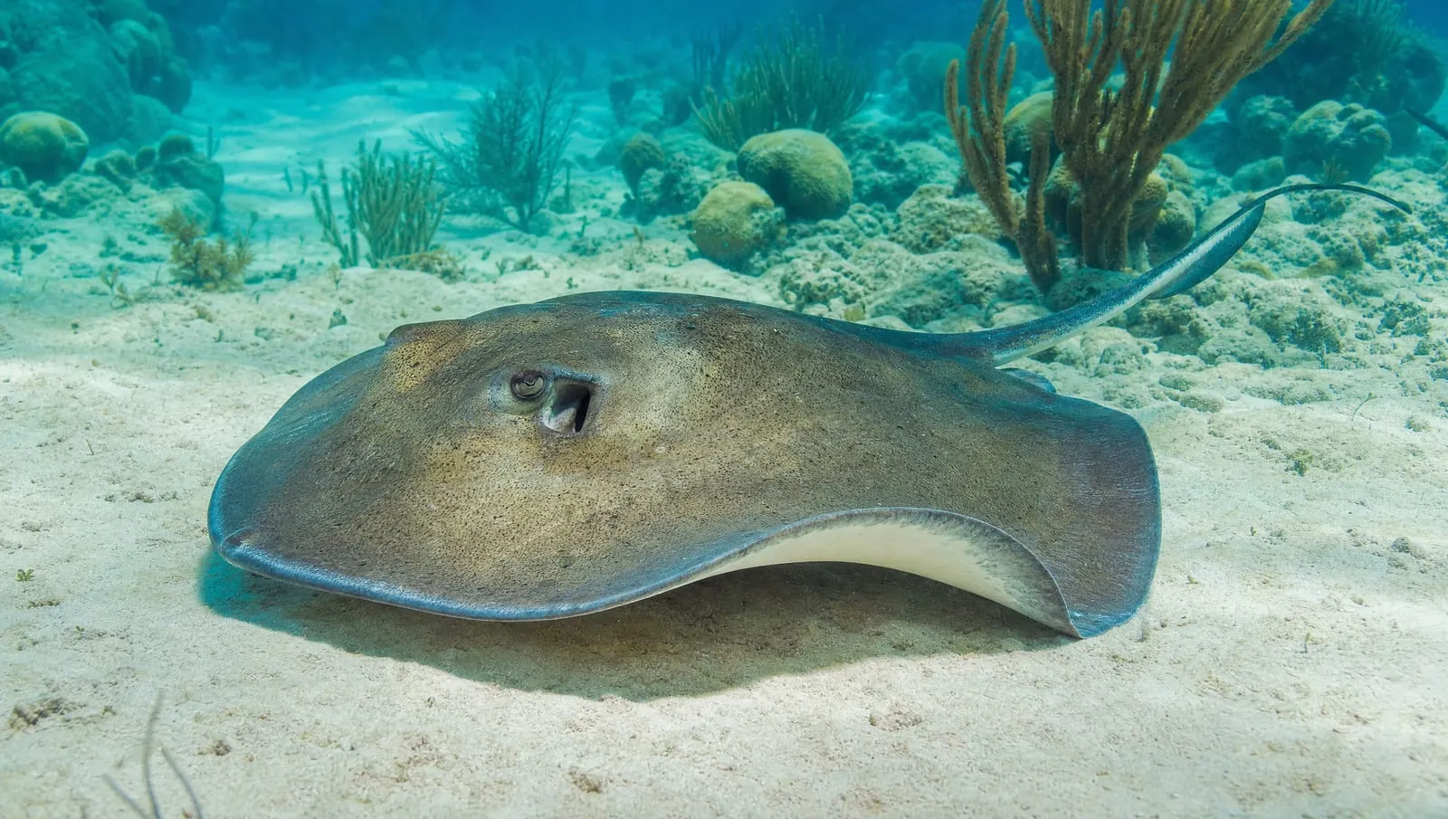 Southern stingray on a Roatán reef