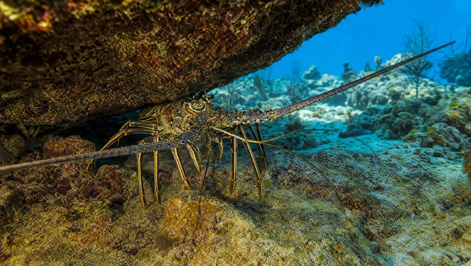 Spiny lobster on a Roatán reef