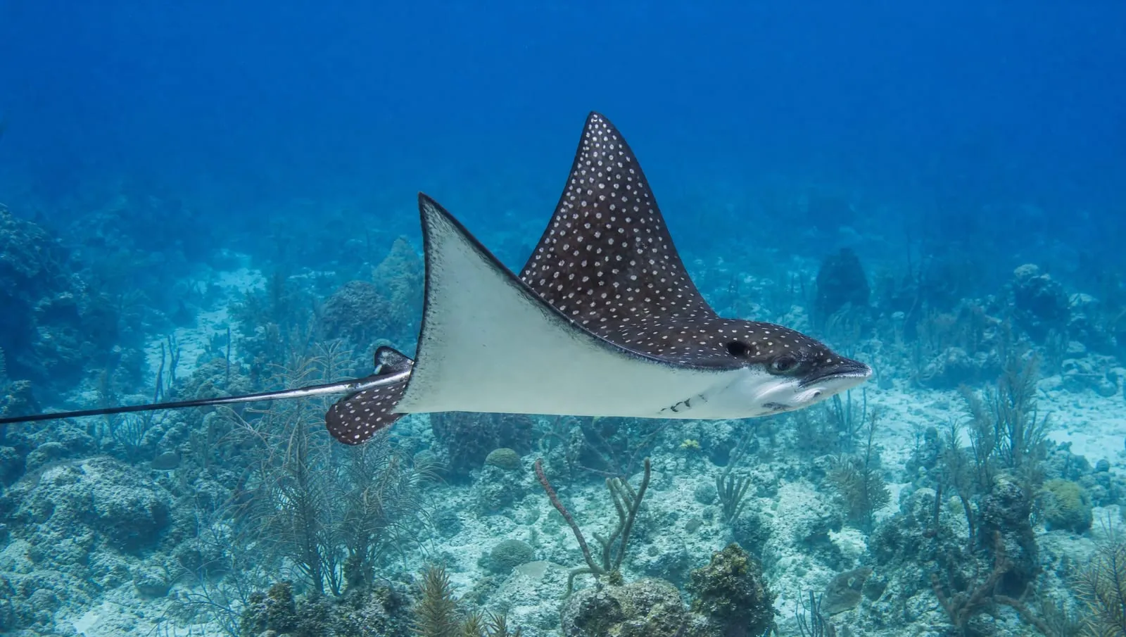 Spotted eagle ray on a Roatán reef