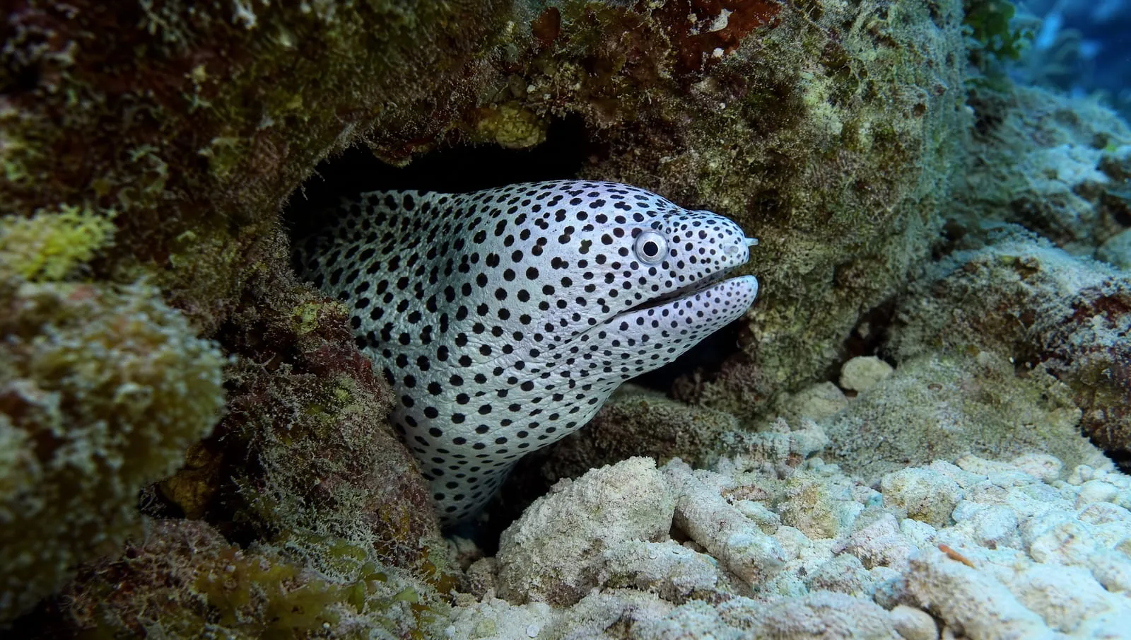 Spotted moray eel on a Roatán reef