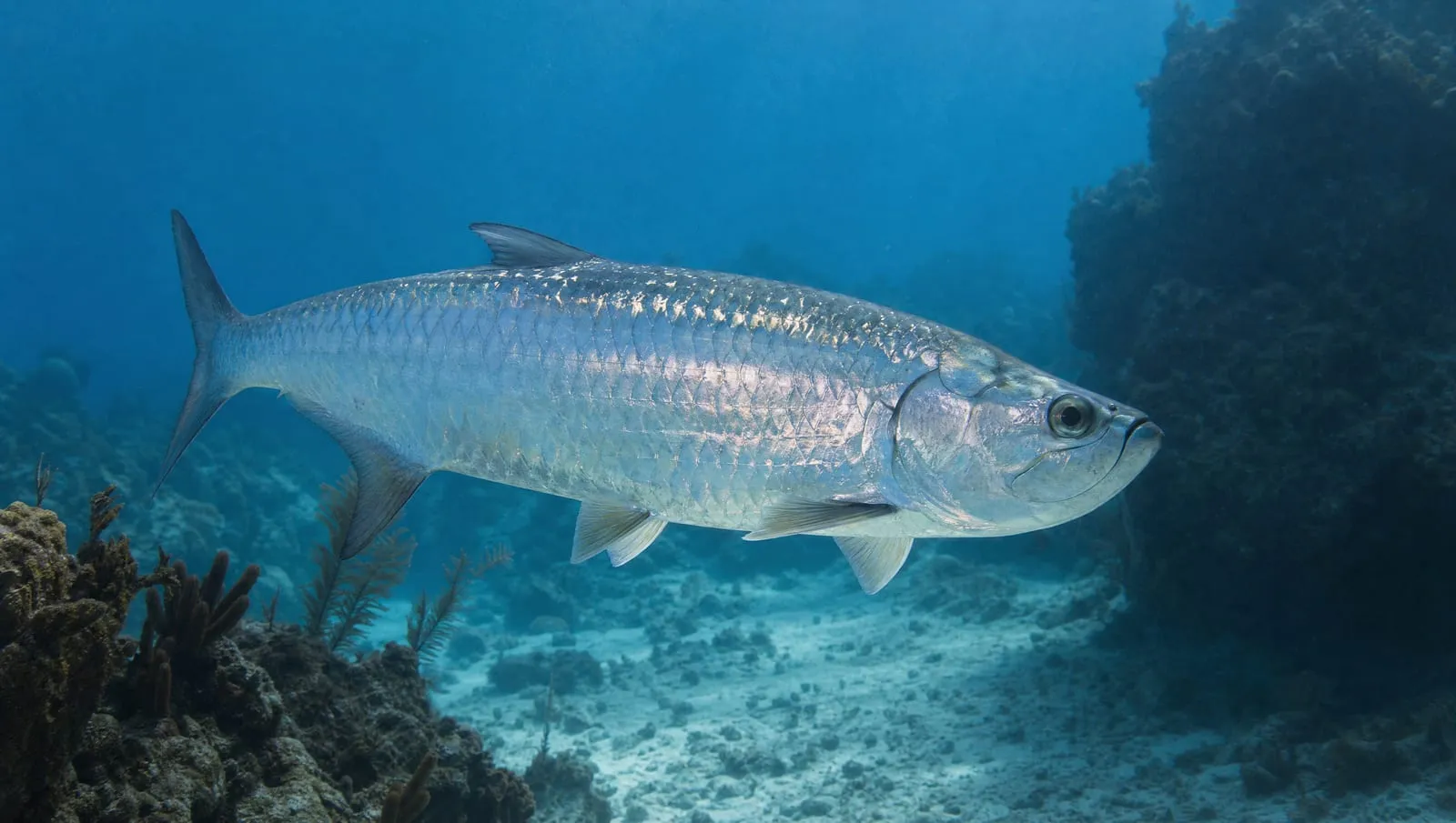 Tarpon on a Roatán reef