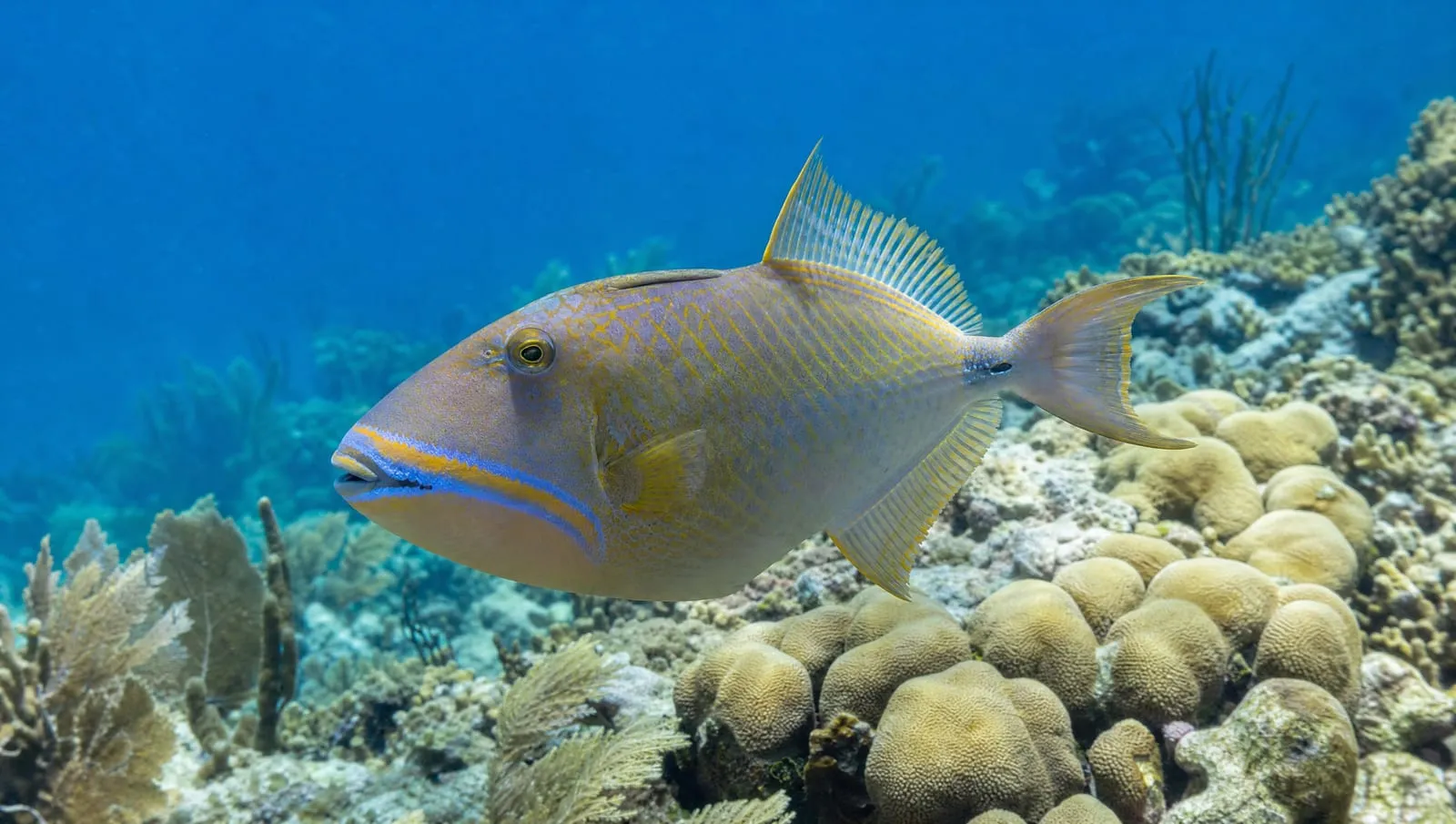 Queen triggerfish on a Roatán reef