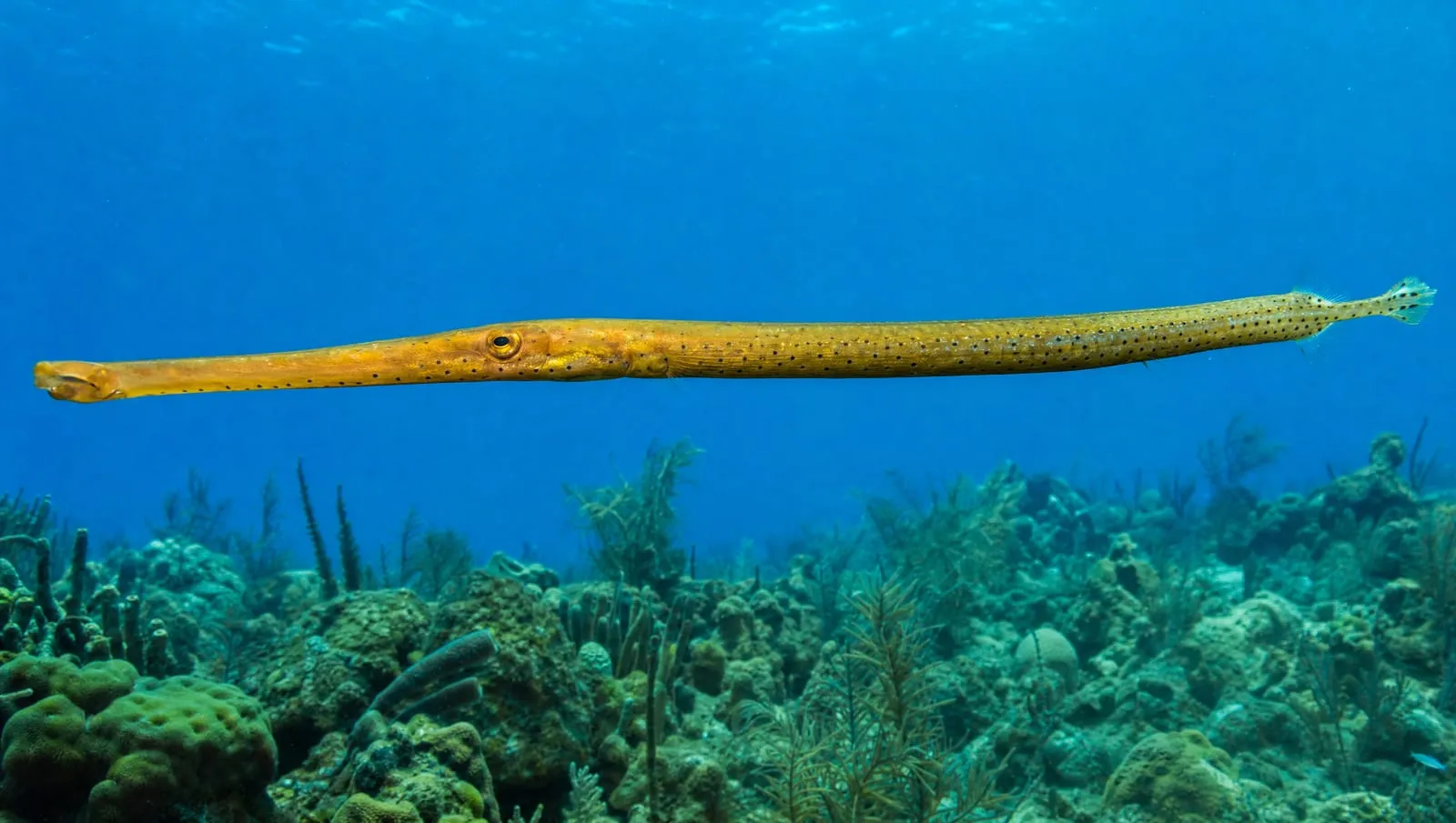 Trumpetfish on a Roatán reef